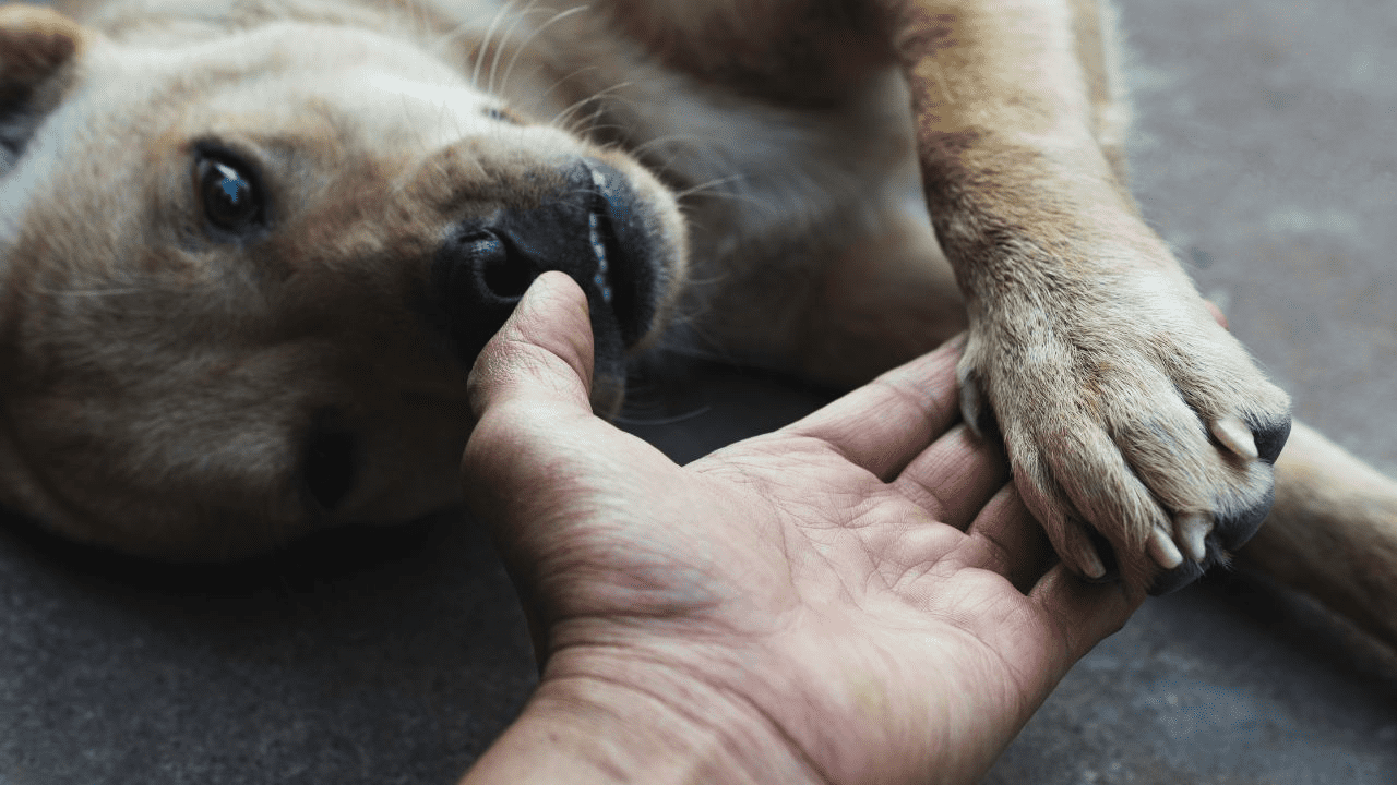 light brown dog giving hand to human hand