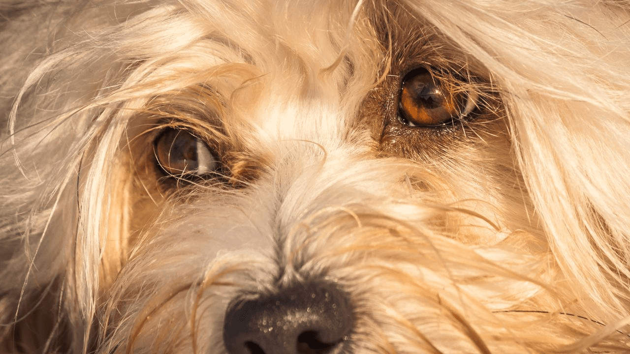 dog eyes of a brown dog from near