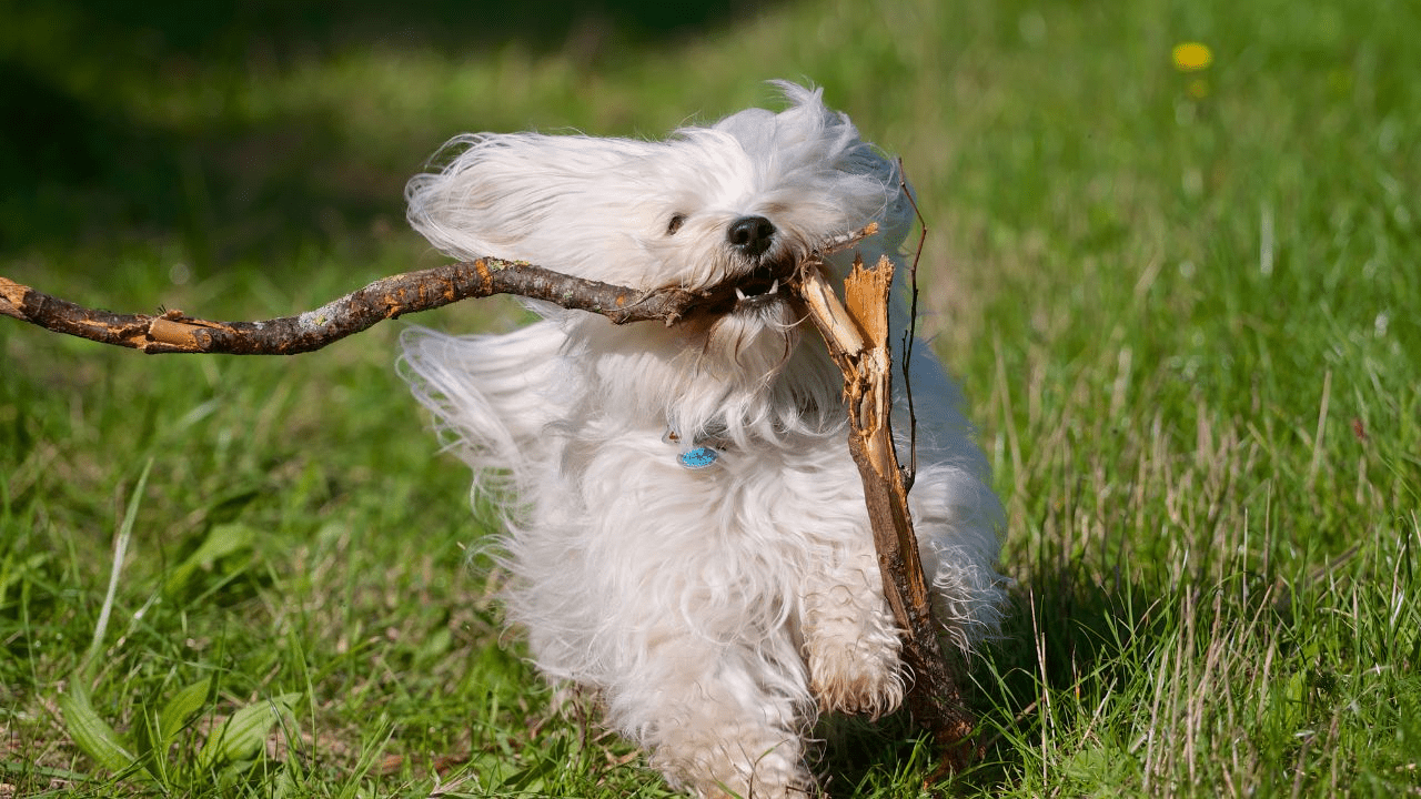 little white dog running with a big stick in mouth