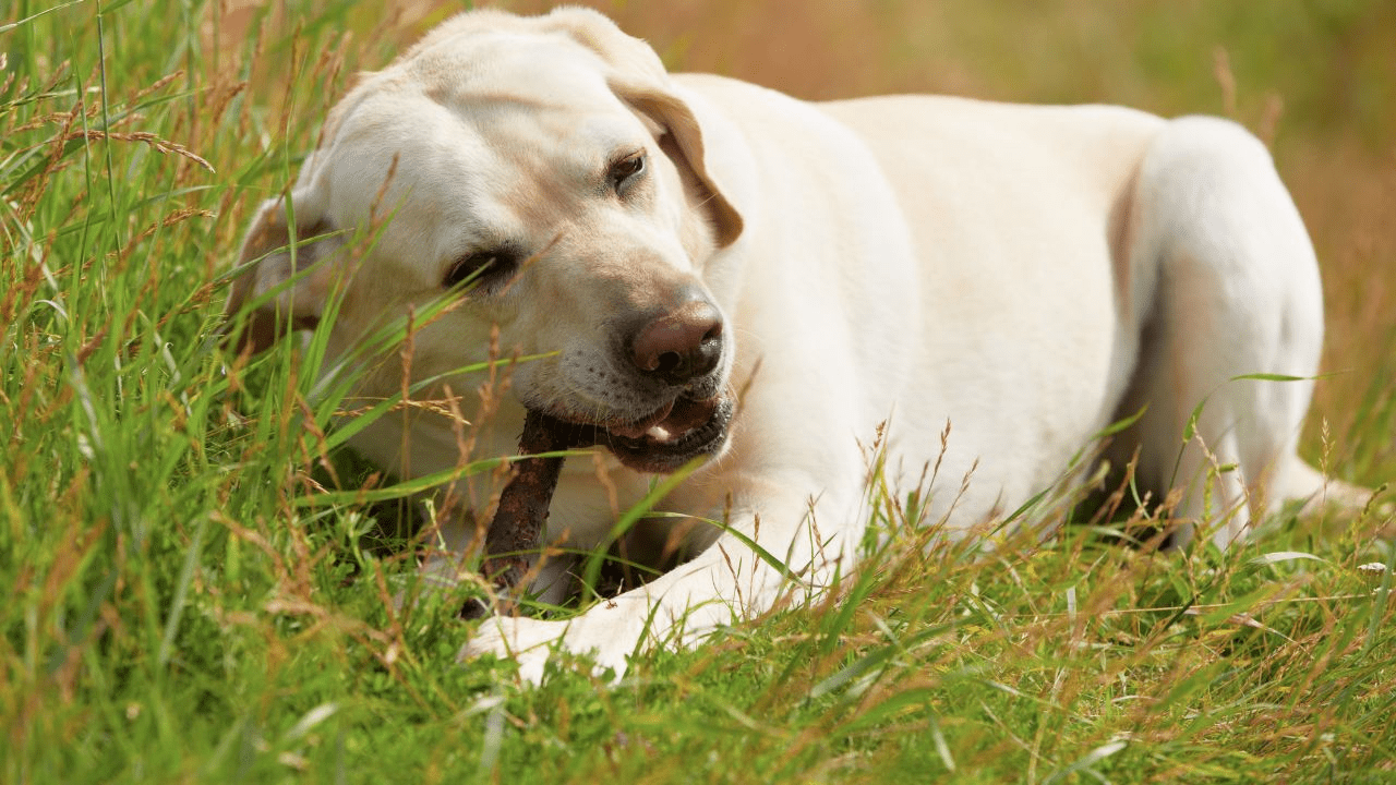 light brown dog laying on grass chewing on a stick