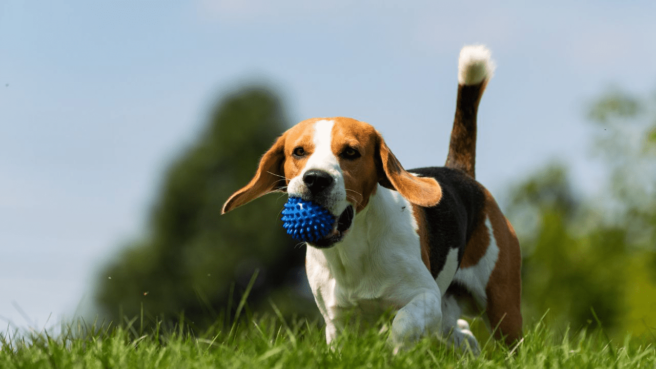 dog on grass playing with a blue ball
