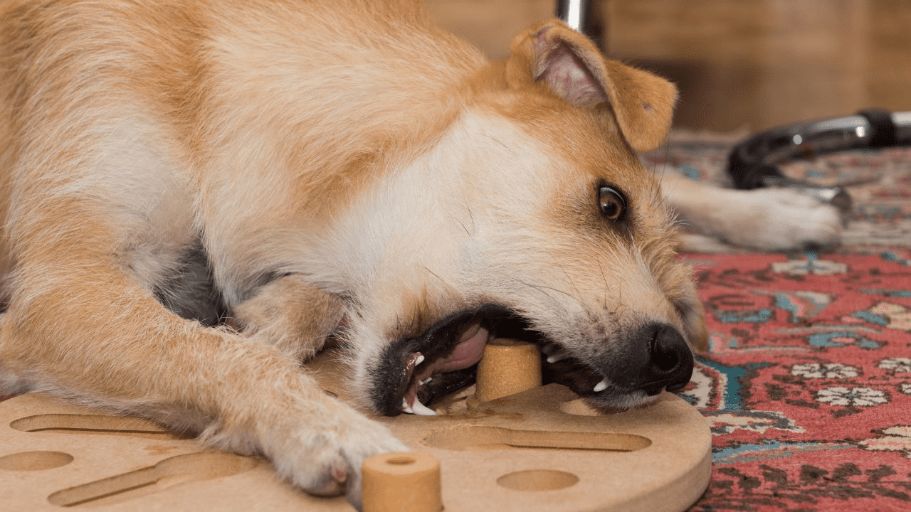 brown dog playing with a puzzle