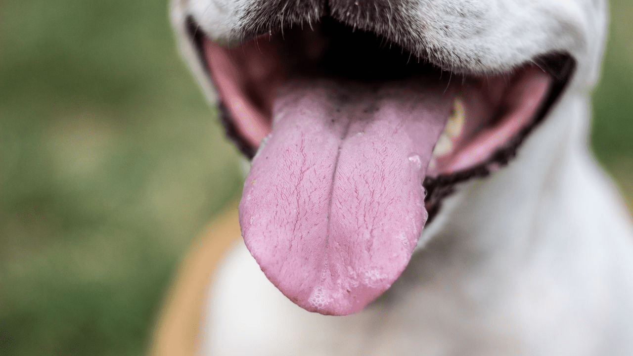 dog mouth open with tongue hanging out