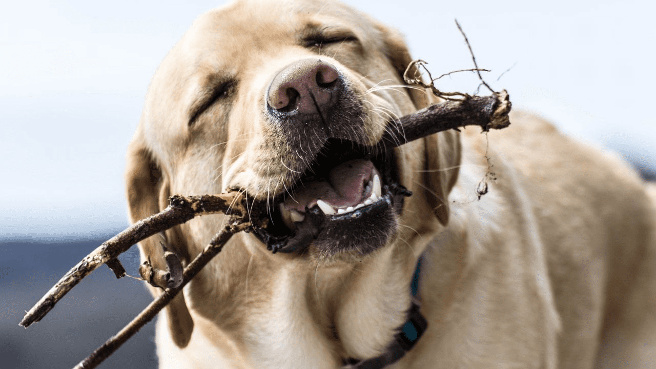 light brown dog with a stick in his mouth looking happy