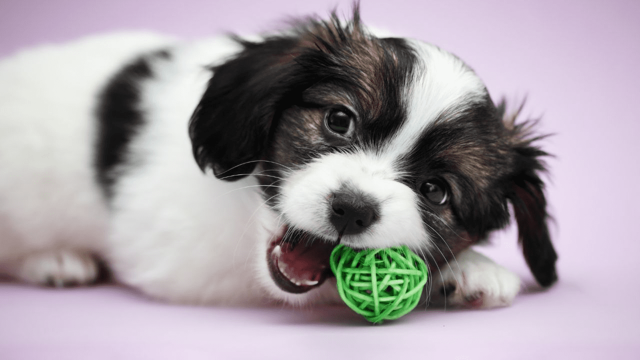 little puppy playing with a green ball