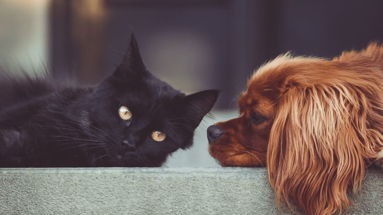 dog looking at a black cat