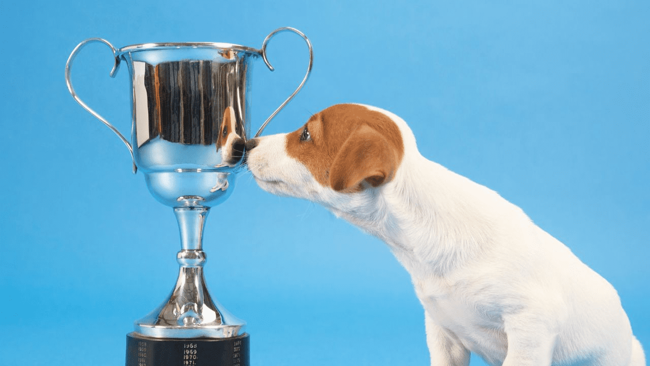 little dog with a big trophy on blue background