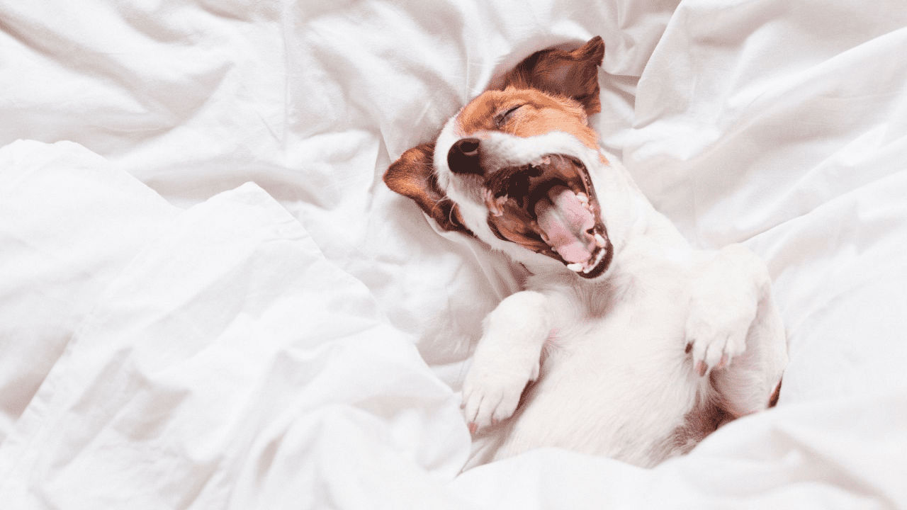 dog laying in white bed yawing