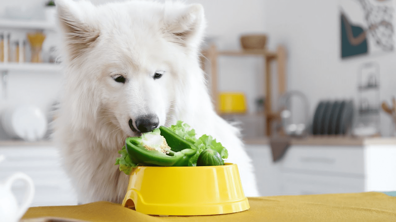 white dog sitting in front of  a bowl full of vegetables