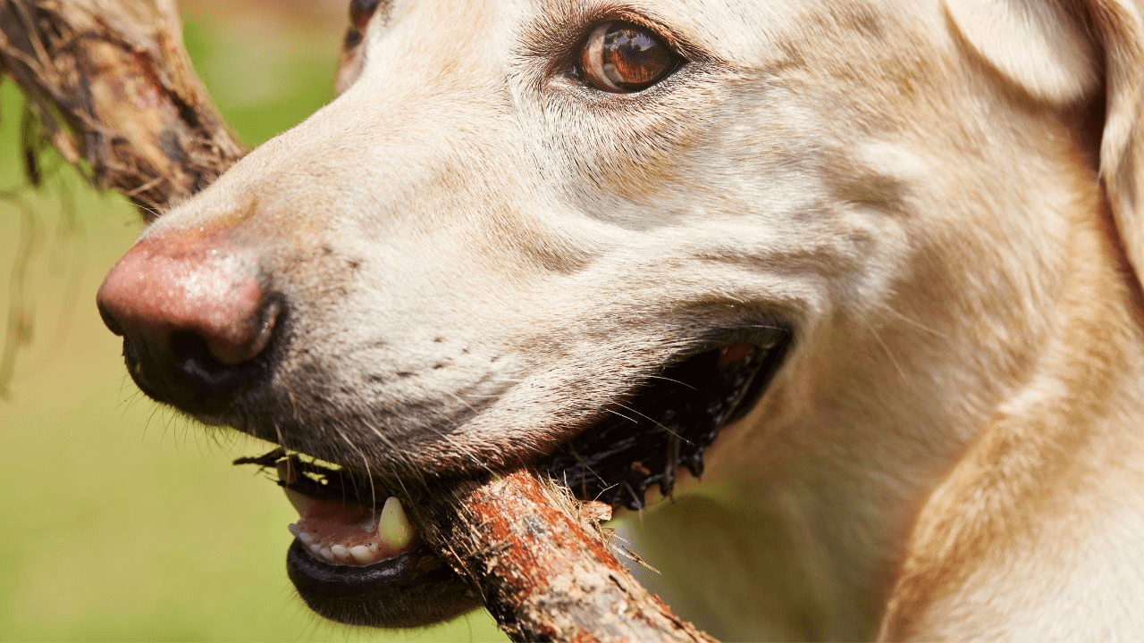 dog face from near with stick in the mouth