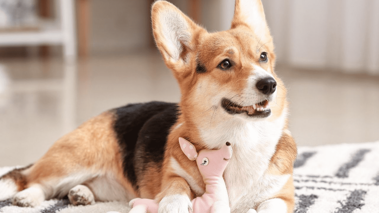 dog looking to the camera with toy on the paws