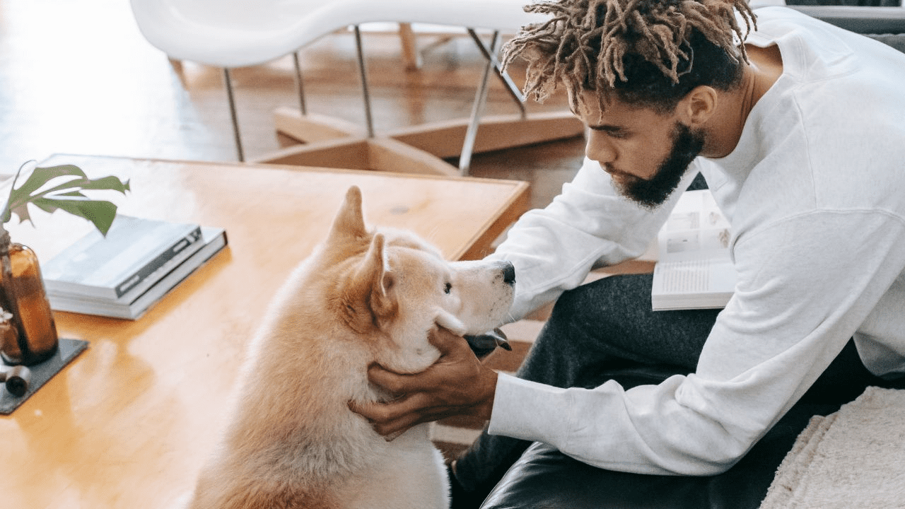 light brown dog sitting next to a man getting petted