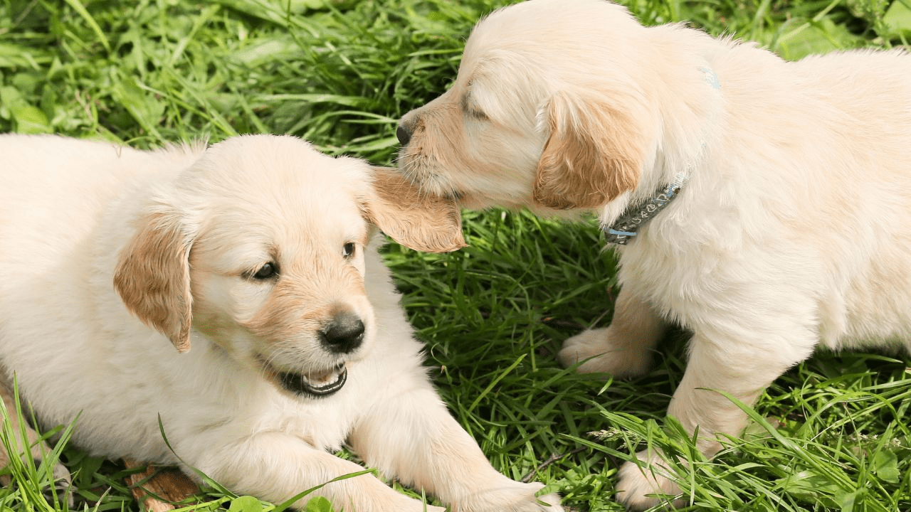 two little light brown puppies playing