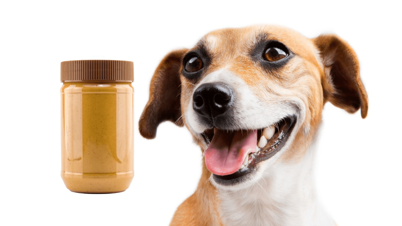 dog face on right side of image glass of peanut butter on left side