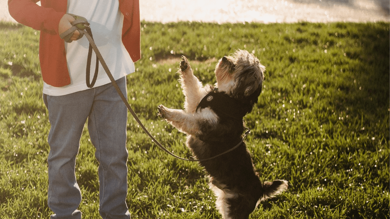 little dog on grass jumping to his owner