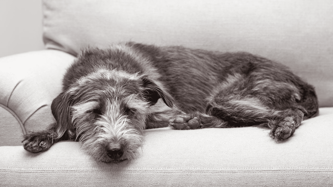 grey dog laying on white couch