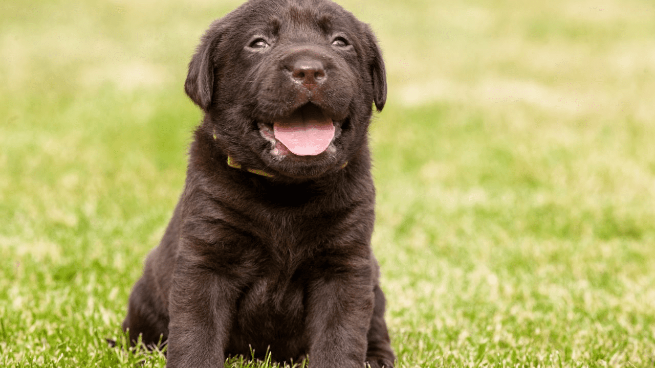 little dark brown puppy sitting on grass