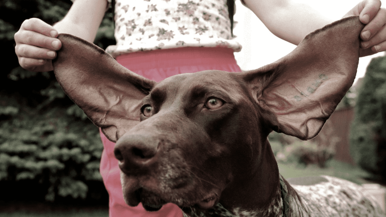 person holds dog ears in the air