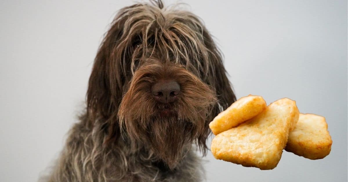 Can Dogs Eat Hash Browns