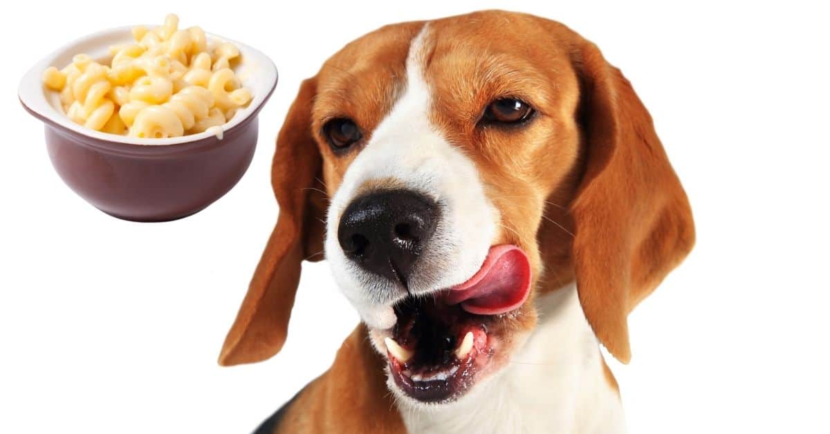 Can Dogs Eat Mac And Cheese