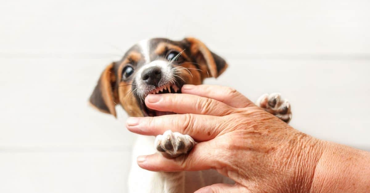 How To Train A Puppy Not To Bite