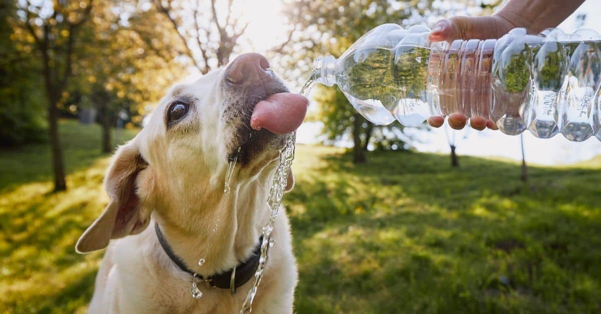 How To Trick Your Dog Into Drinking Water