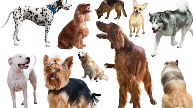 a lot of different dog breeds