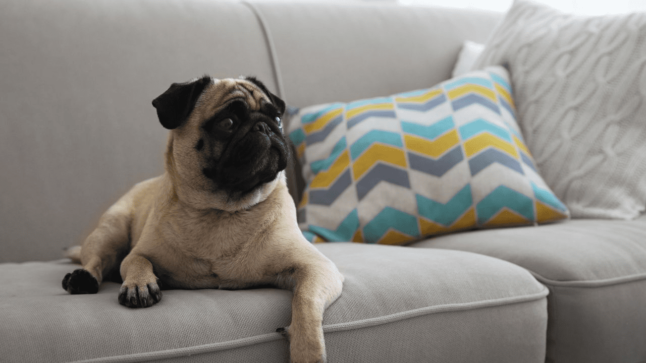 brown pug laying on a grey couch