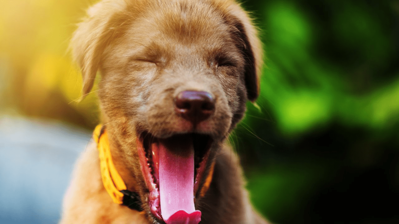 little dog yawns