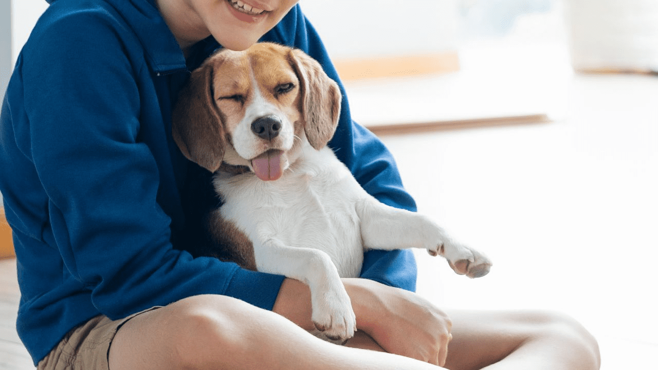 beagle cuddling with human