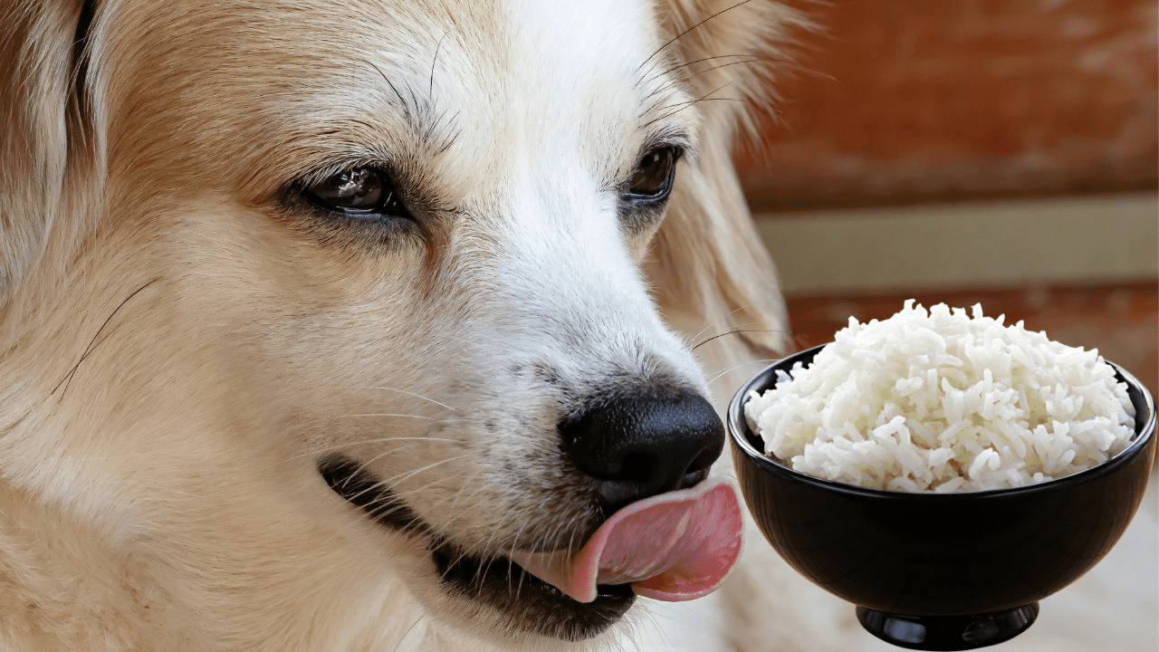 dog face on left side bowl with rice on the right side