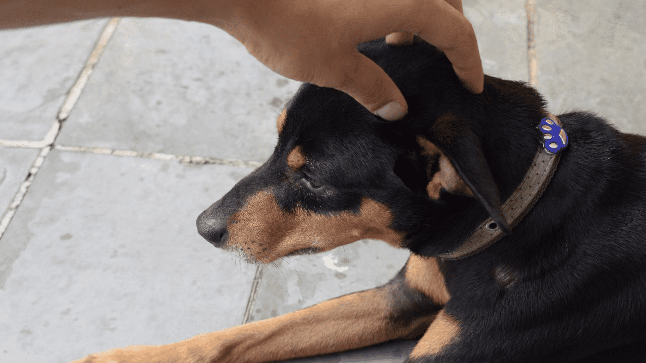 dark brown dog get touched on head by human hand