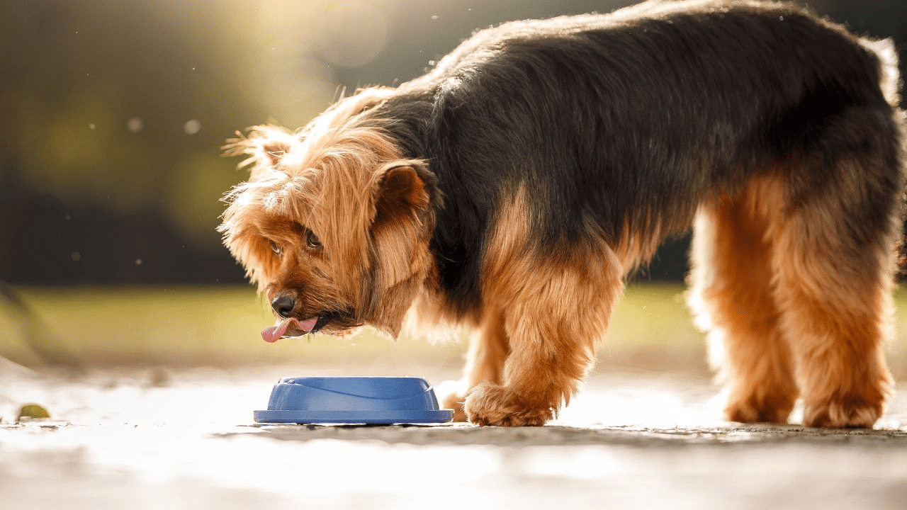 brown little dog drinking water from a blue water bowl