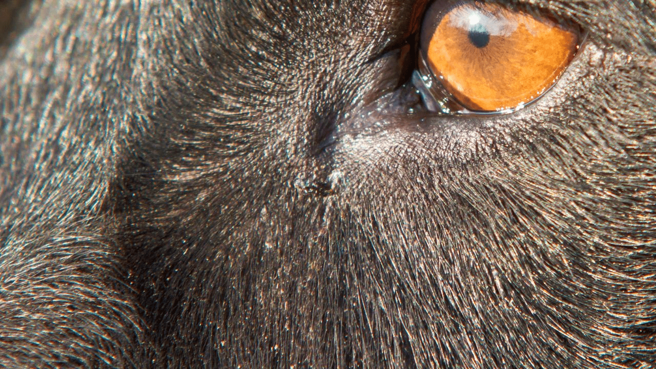 brown dog eye from near