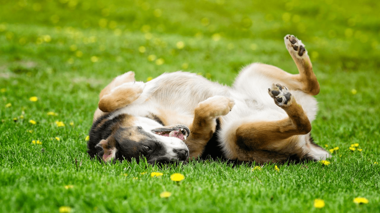 brown dog rolling in grass