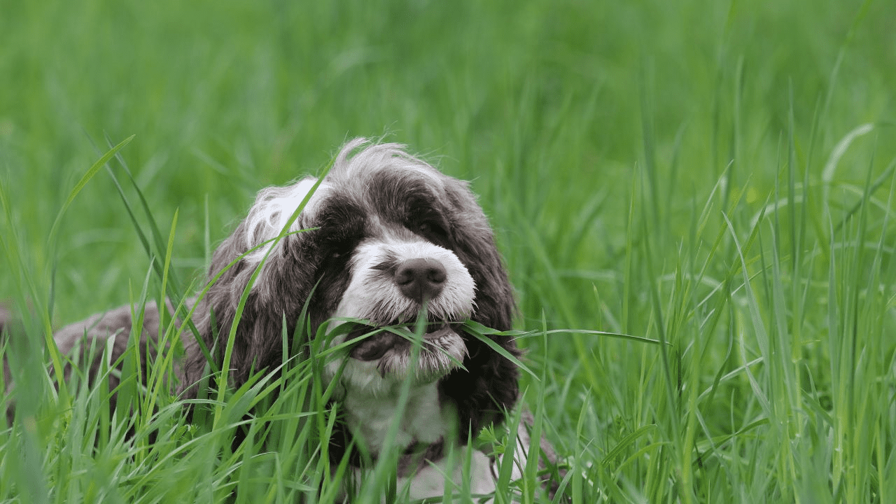 dog laying in grass eating grass