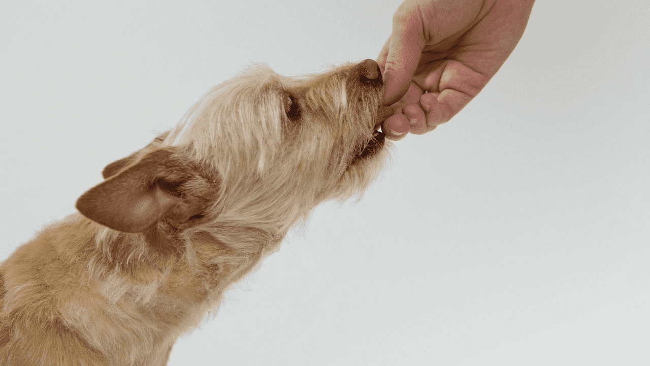 brown dog gets a treat from human
