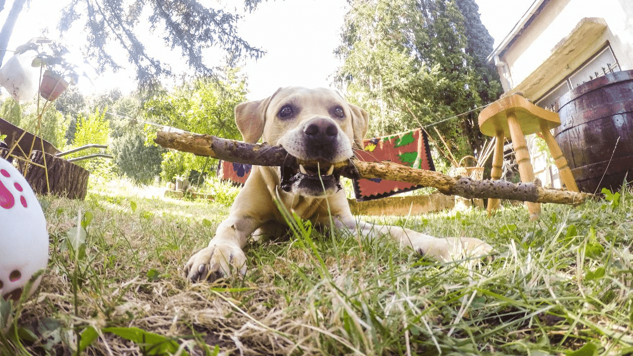 brown dog laying in grass with a stick in his mouth