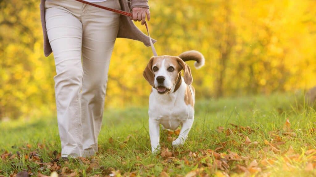 beagle-dog-walking-next-to-a-woman