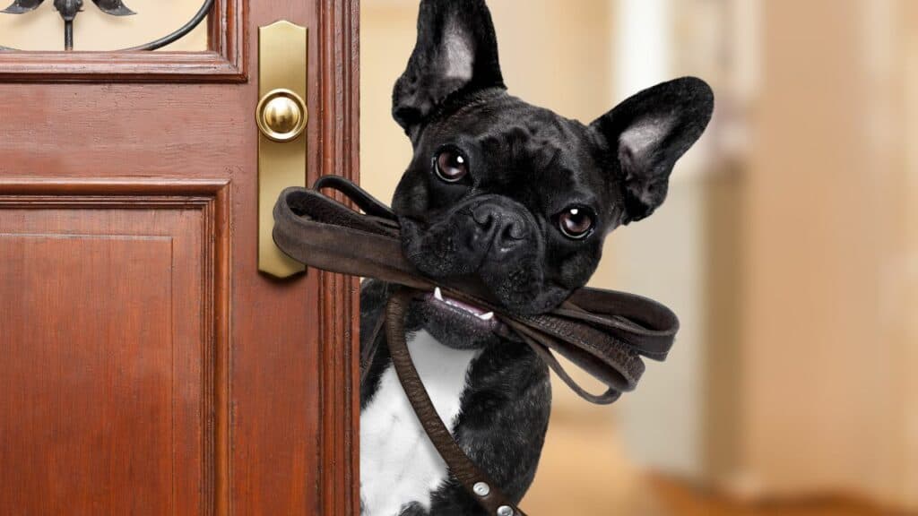 black-dog-with-leashes-in-his-mouth-at-the-door