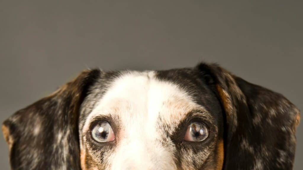 blue dog eyes from near