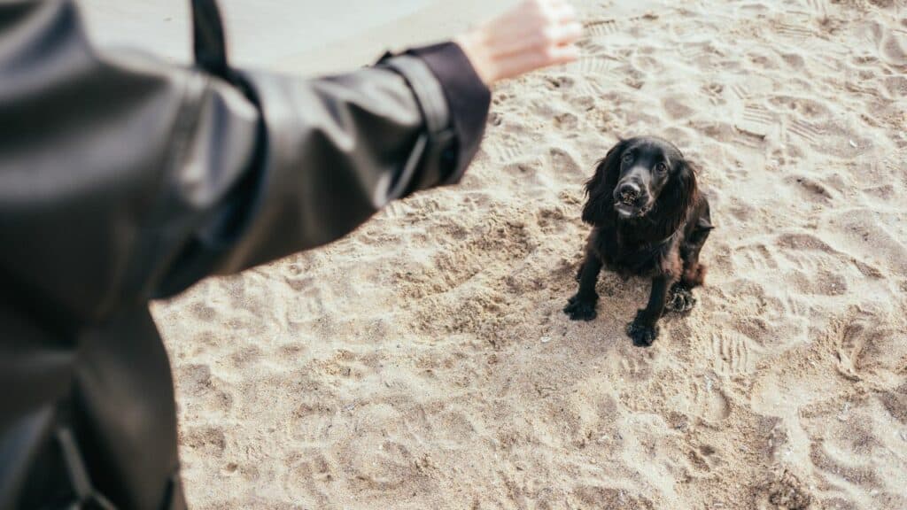 brown-black-dog-sitting-in-sand