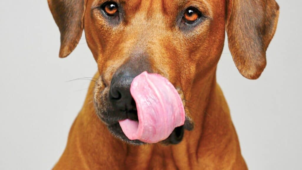 brown-dog-from-near-licking-his-mouth