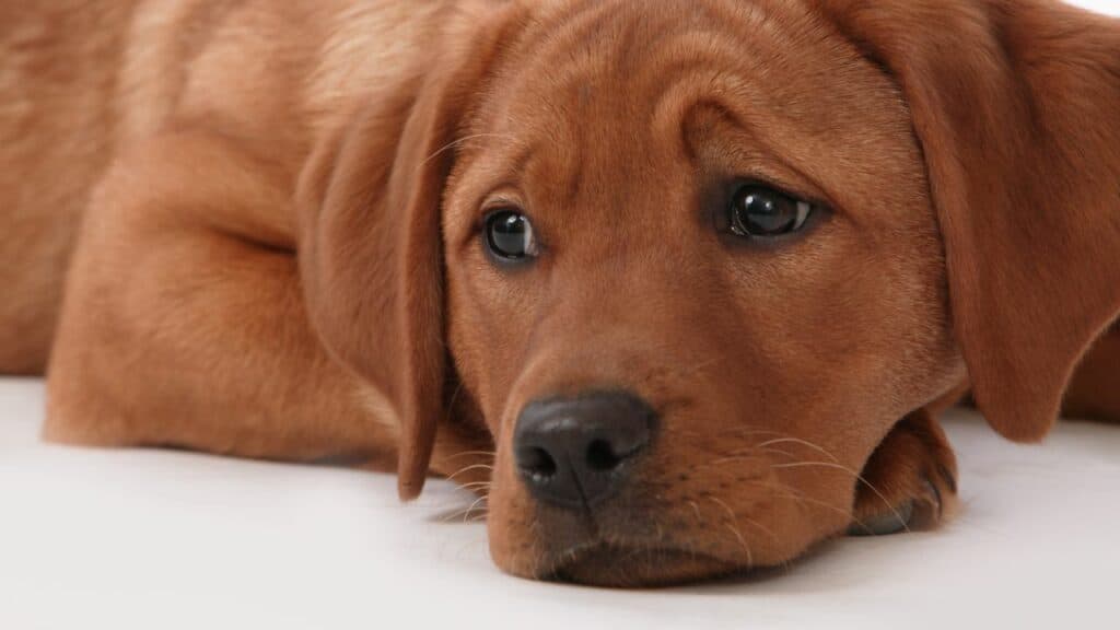 brown-dog-looking-sad-laying-on-the-ground