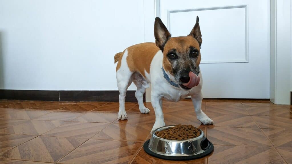 brown white dog in front of its food bowl