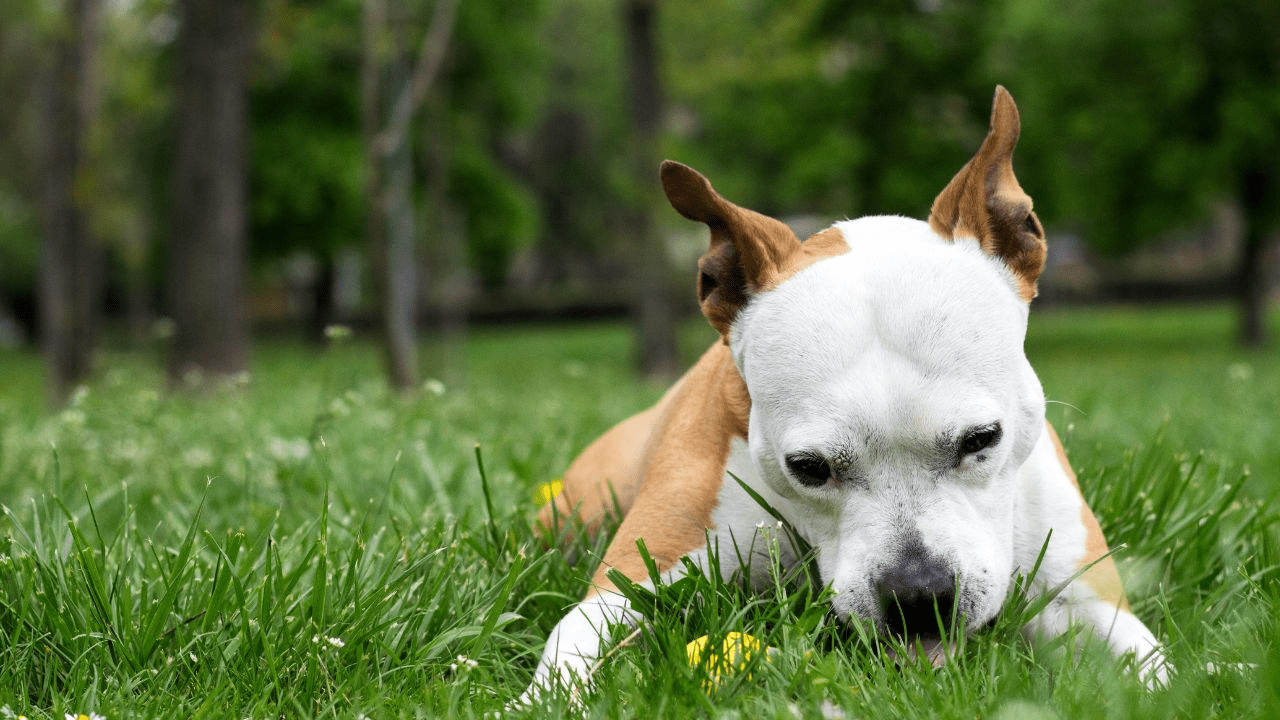 white brown dog laying in grass eating something