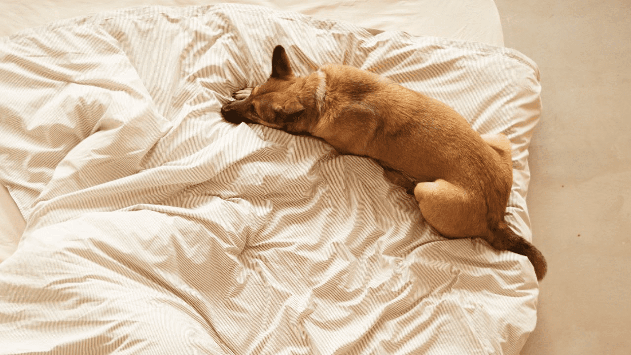 brown dog laying in the middle of a white bed