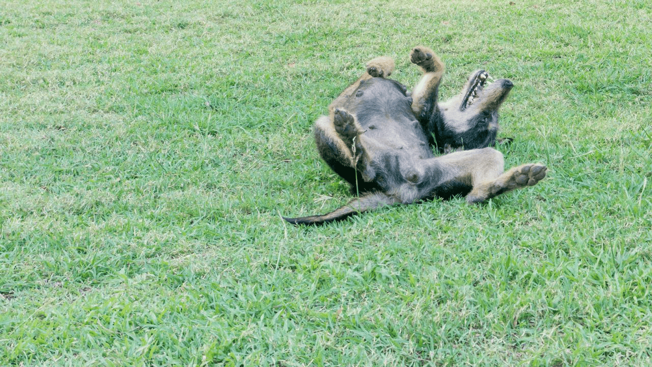 dark brown puppy rolling in grass