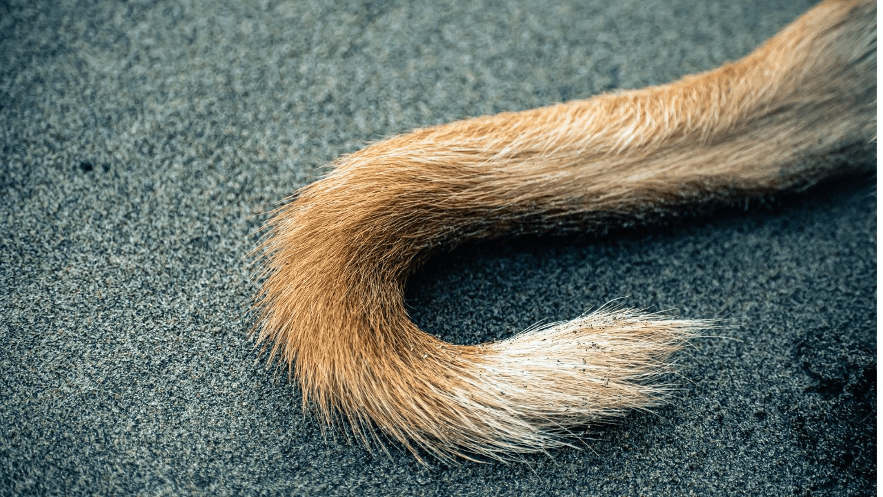 brown dog tail on grey ground