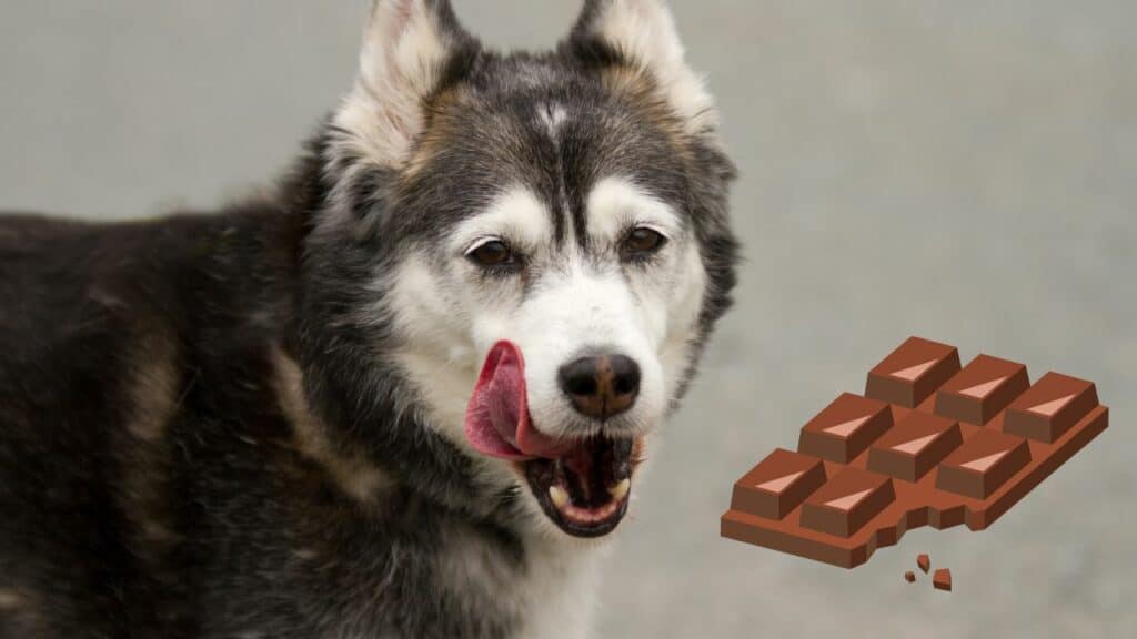 dog and an image of chocolate